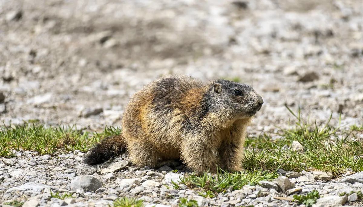 Anhalterhütte Murmel | © S. Burbott