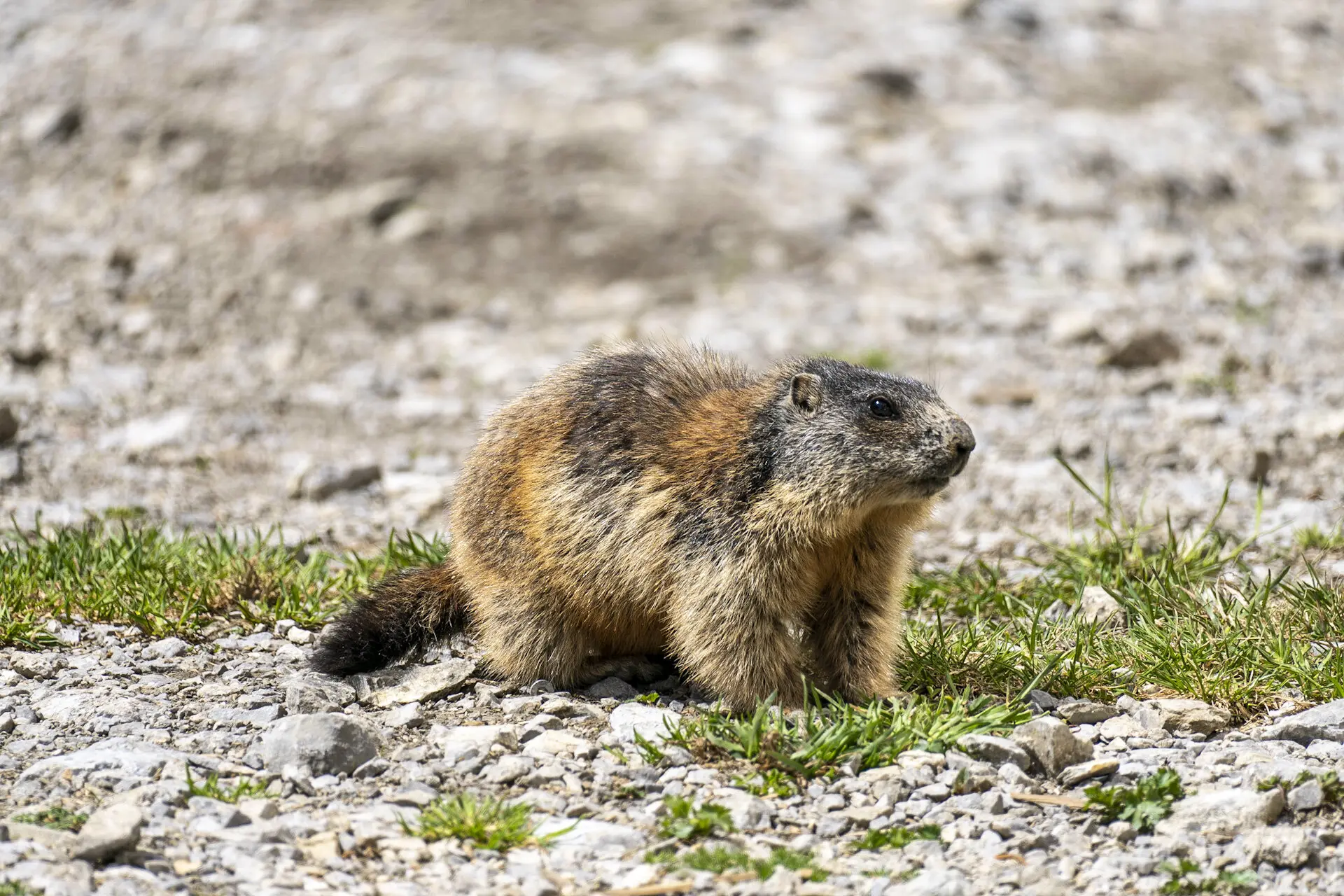 Anhalterhütte Murmel | © S. Burbott