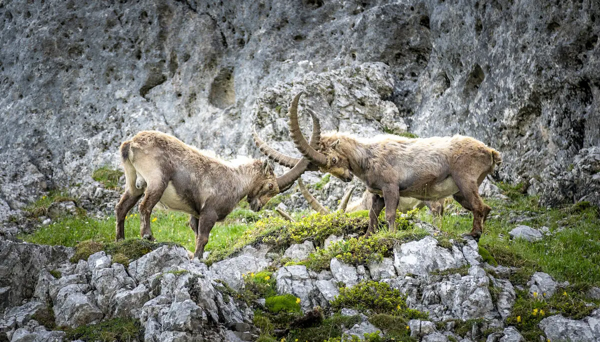 Steinböcke Anhalterhütte | © Sven Burbott