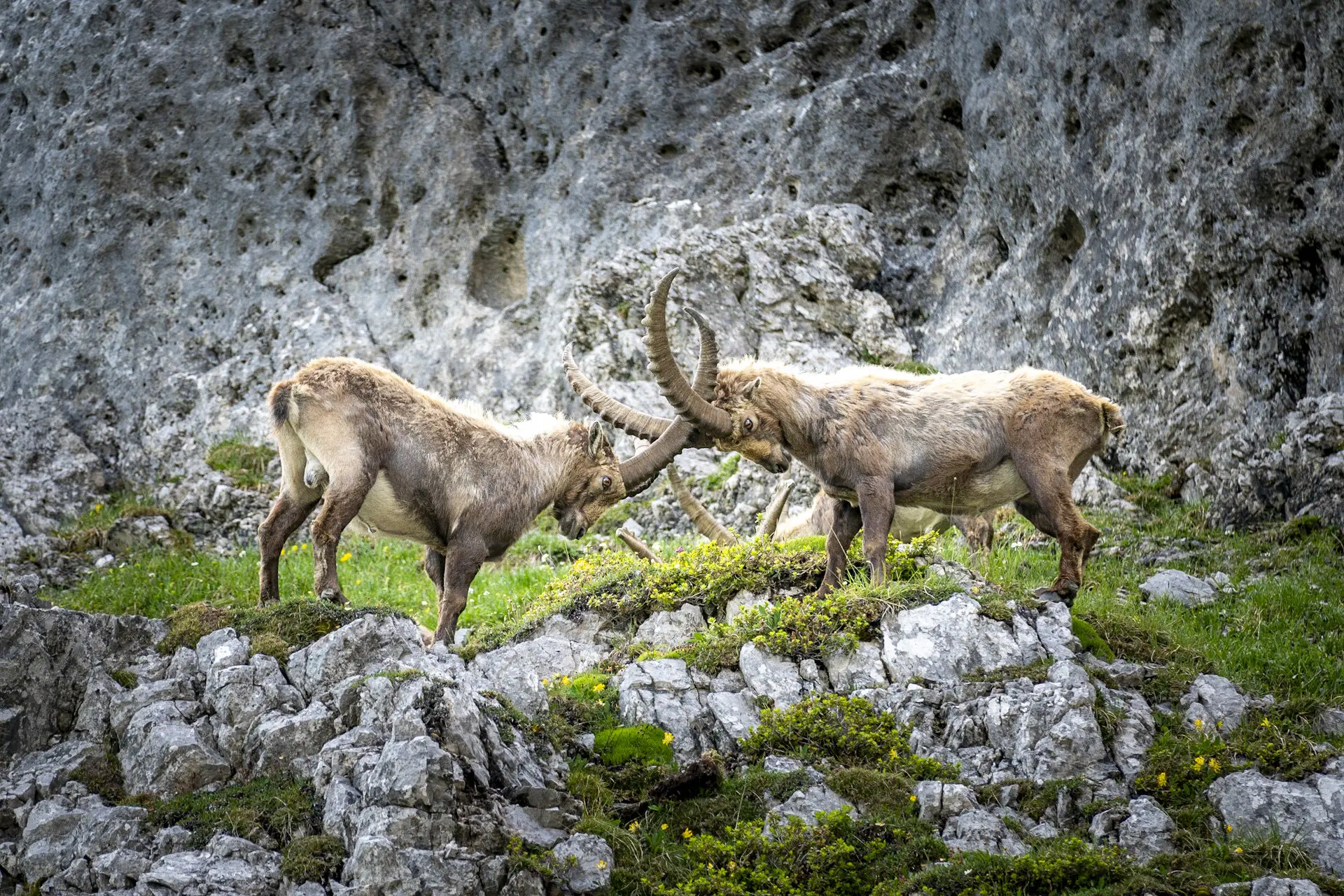 Steinböcke Anhalterhütte | © Sven Burbott