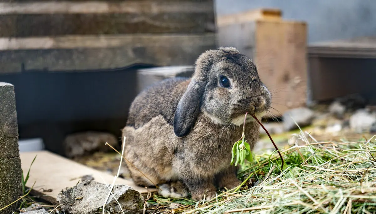 Hase Anhalterhütte | © S. Burbott