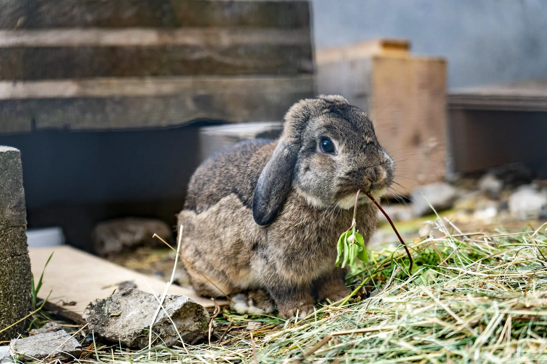 Hase Anhalterhütte | © S. Burbott