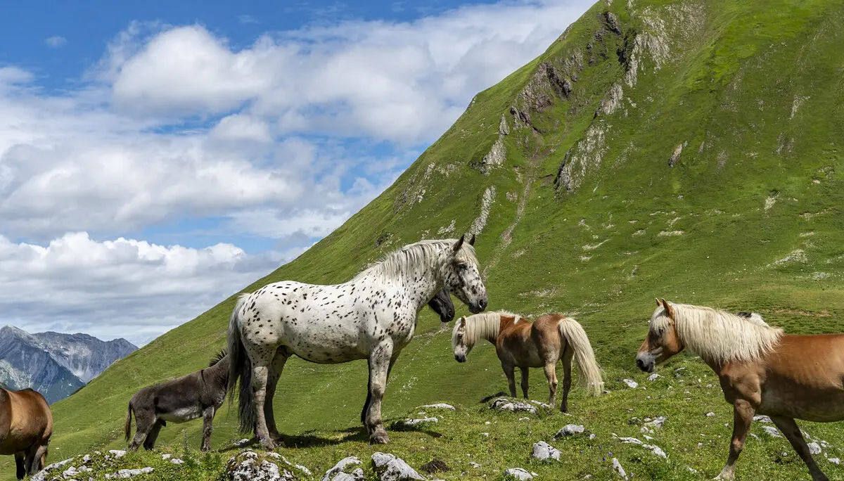 Pferde  | © S. Burbott