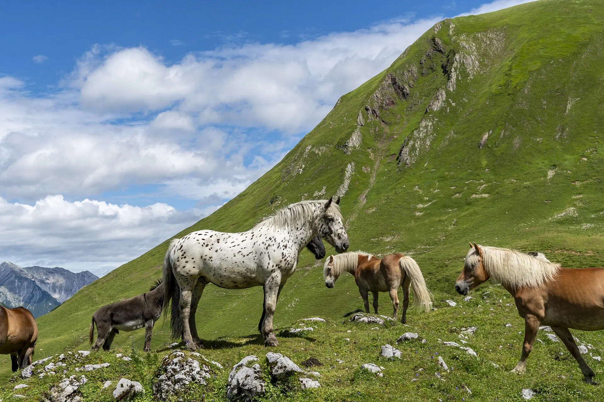 Pferde  | © S. Burbott