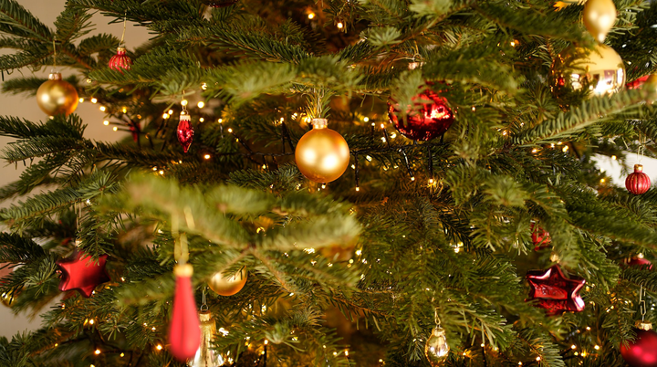 Christbaumloben | © Michael Stockmann unsplash
